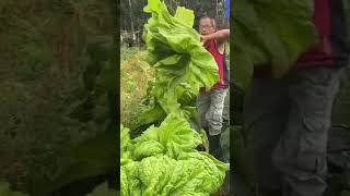 نبات الخس العملاق Giant lettuce #trend