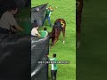 घोड़ा का पैर टूट गया था !?!