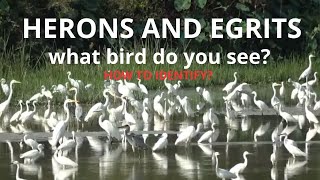 herons and egrits #birding #birds #herons #egrits