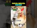 子猫を抱く雌鶏を見た母猫の反応