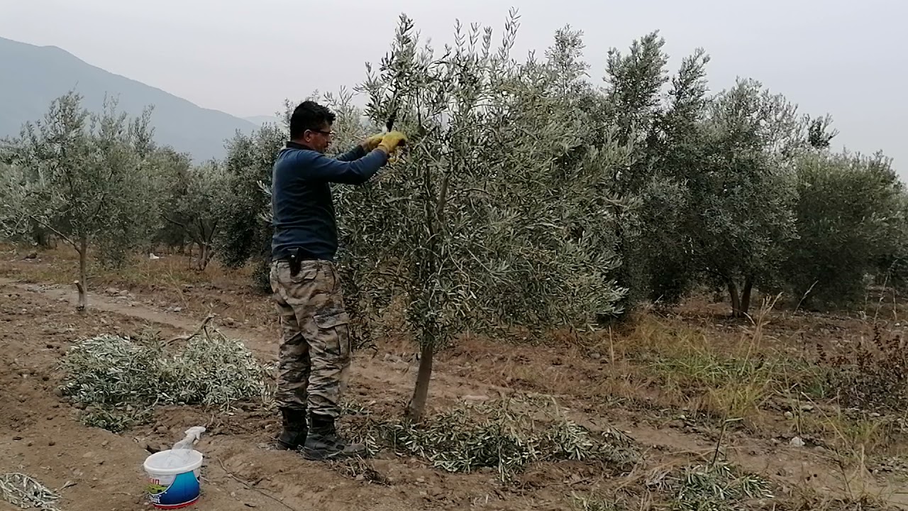 4 yaş zeytin ağacı budama. rol-model ağacımız