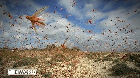 Locust swarms stretching kilometres devour Indian crops | The World