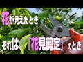 【4月下旬】みかんの剪定に『花見剪定』という剪定方法がある。