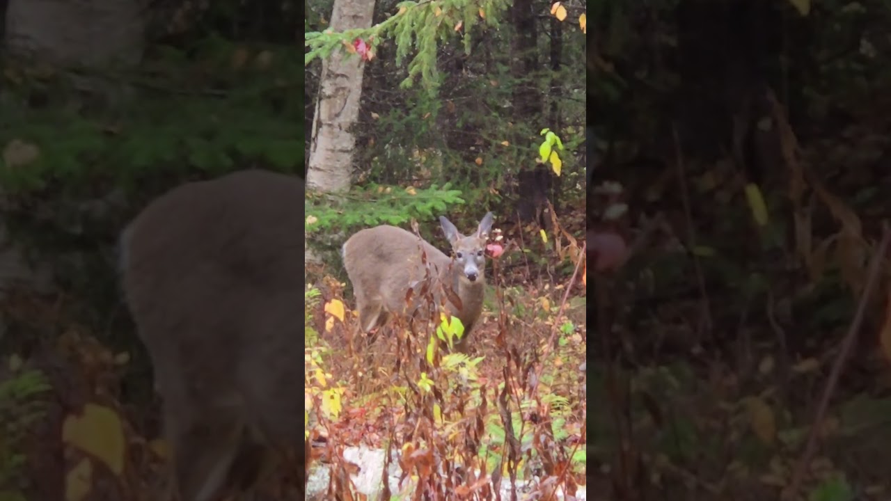 spike horn in first day of the season