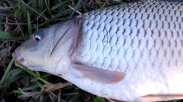 Câu Cá Chép Khủng Trên Sông 1 Mất 1 Còn - Cá Kéo Muốn Gãy Cần Vì Bài Mồi Siêu Nhạy Này