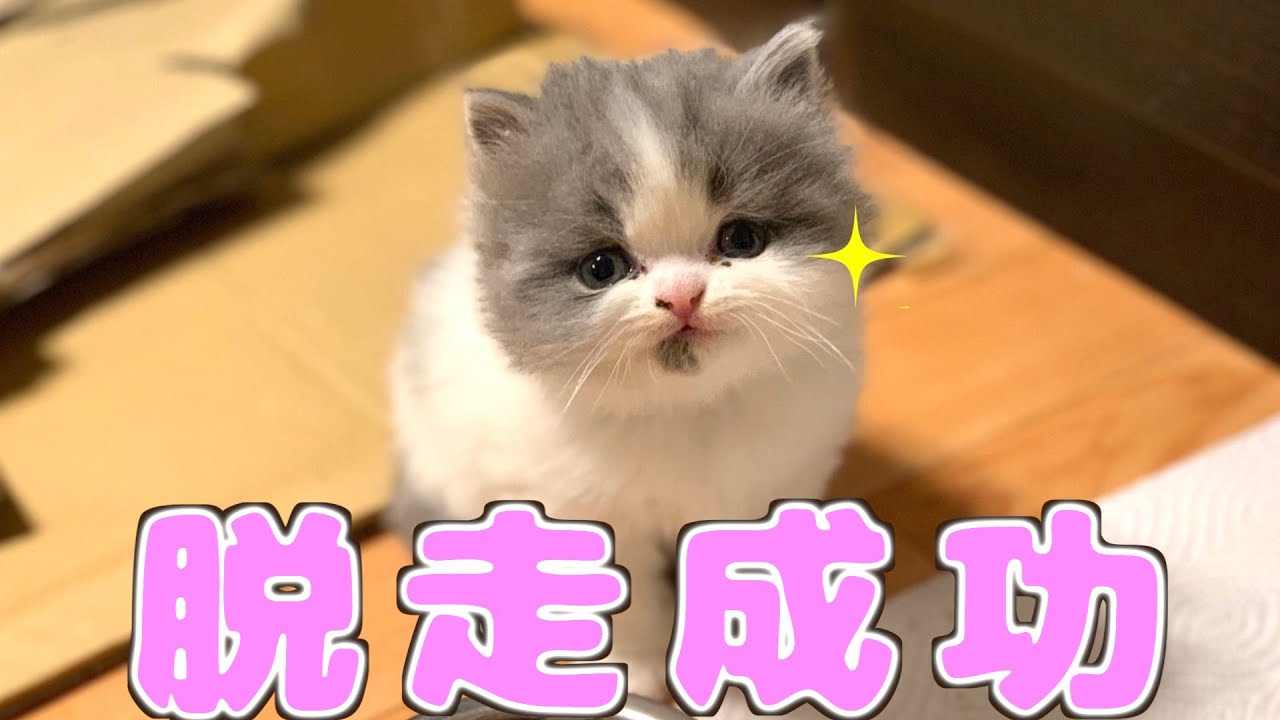 技術 人気 気体の まーくん 猫 Johndelaneymediator Com