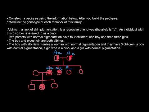 How to build and analyze pedigree chart