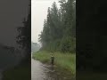 Ловля на Спиннинг Тайменя Ленка Хариуса Блесна Мышь Рыбалка Тайга #рыбалка #fishing