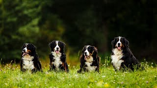 5 Things To Know Before Getting A Bernese Mountain Dog As Your Pet by Pets Curious 94 views 1 year ago 8 minutes, 39 seconds
