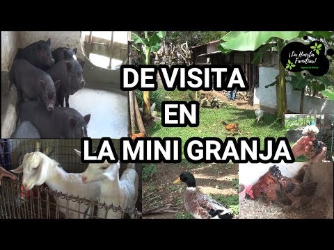Video: Pequeña Granja