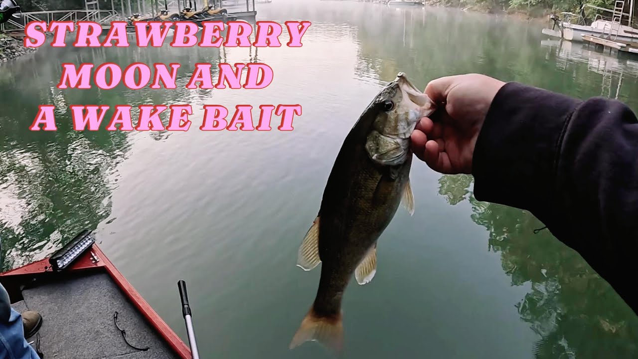 🎣 Bass Fishing Under the Strawberry Moon on Lake James | Topwater Wake Bait Action! 🌕