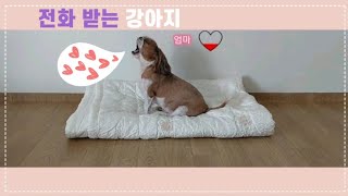 전화받는 강아지 반응(엄마 보고 싶어서 울어요)