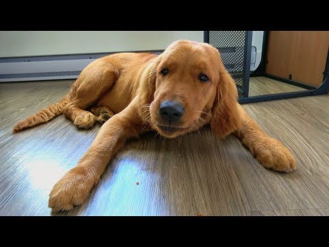 Red Golden Retriever - Golden puppy turning 5 months old