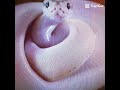 aren't they adorable!?#edit #shorts #hognosesnake #python #sandviper #fypシ゚viral #cute #snakevideo