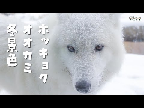 最終お値下げ　シュタイフ　ホッキョクオオカミ 最終お値下げ シュタイフ ホッキョクオオカミ - メルカリ