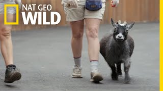 A Pygmy Goat Tours the Zoo | Secrets of the Zoo: Tampa