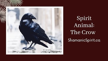 Animal Spirit Guide: The Crow (Shamanic Power Animal). Crow Symbolism. Raven Symbolism