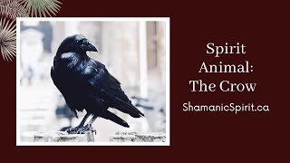 Download Lagu Animal Spirit Guide: The Crow (Shamanic Power Animal). Crow Symbolism. Raven Symbolism MP3