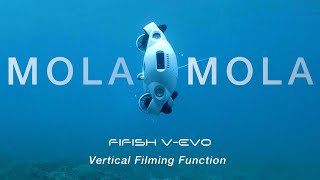 Vertical Filming with a Click A New Feature for the FIFISH V-EVO Underwater Drone