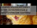 Почему кошка ест своих котят: естественные и патологические причины