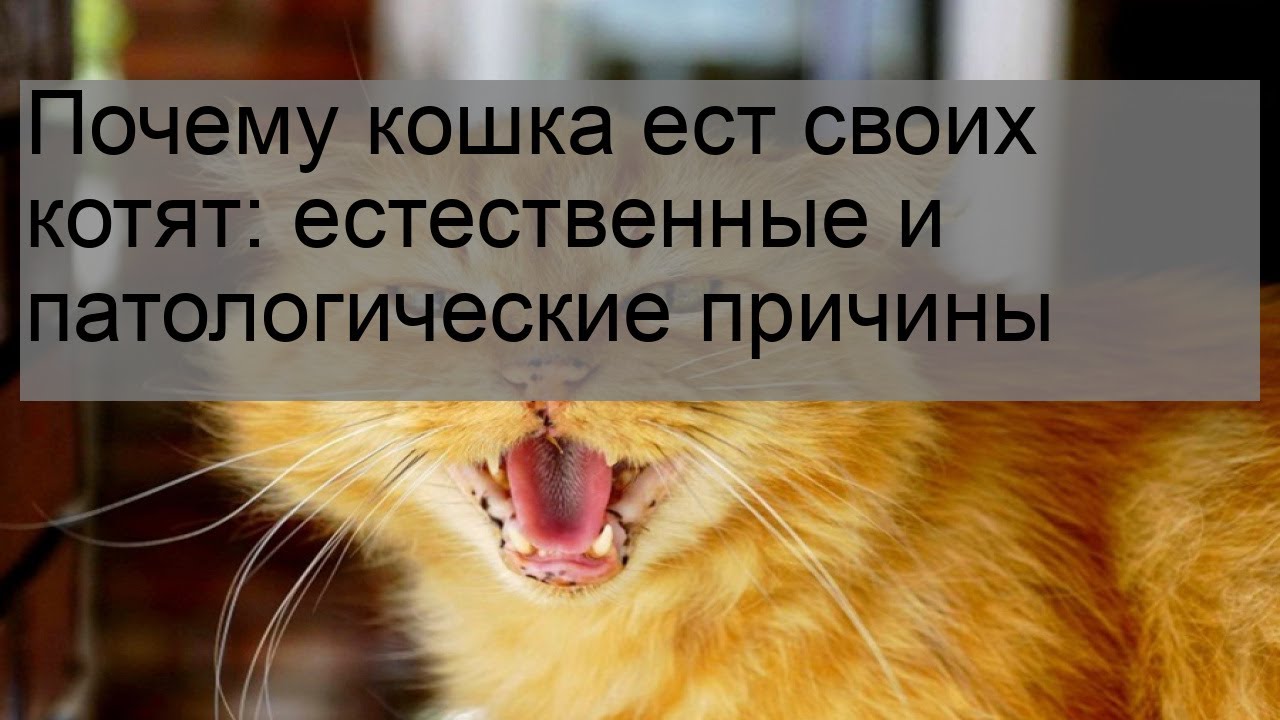 Почему кошка съедает своих котят. Почему кошки съедают своих котят. Зачем кошки едят своих котят. Почему кошки едят своих котят. Почему кошка может съесть котят.