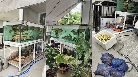 ShOwA New House - มาทำท่อ Overflow พร้อมล้างกรองตู้ปลา 84 36 30 ที่บ้านใหม่ของคุณเติ้ง Set 1