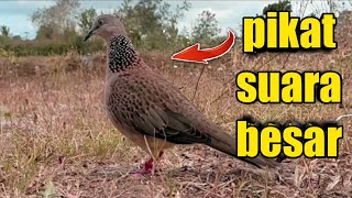 Download Lagu pikat tekukur suara besar/sudah siap manggung~tekukur kepri MP3