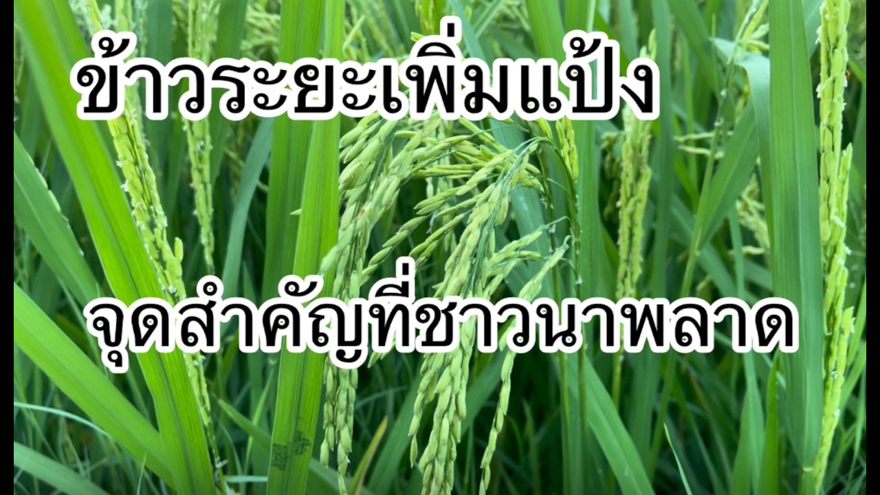 ข้าวระยะสร้างนํ้านมผลผลิตดี