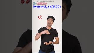 Function of Spleen | Why spleen is called "Graveyard of RBC" |