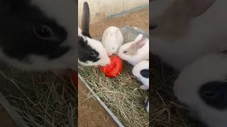 Little cute babies rabbit
