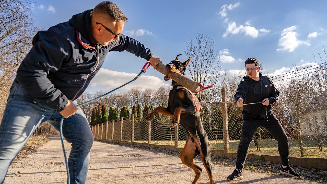 DOBERMANN ŐRZŐ-VÉDŐ TESZT! Alkalmas rá Ollie?