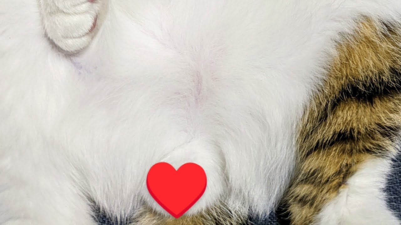 V- Max がライブ配信中！