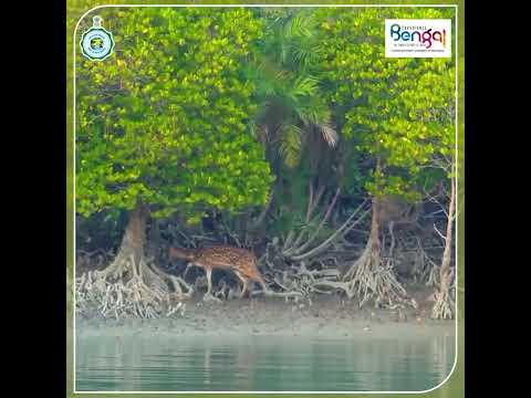 Video: Sundarbans ազգային պարկ. ամբողջական ուղեցույց