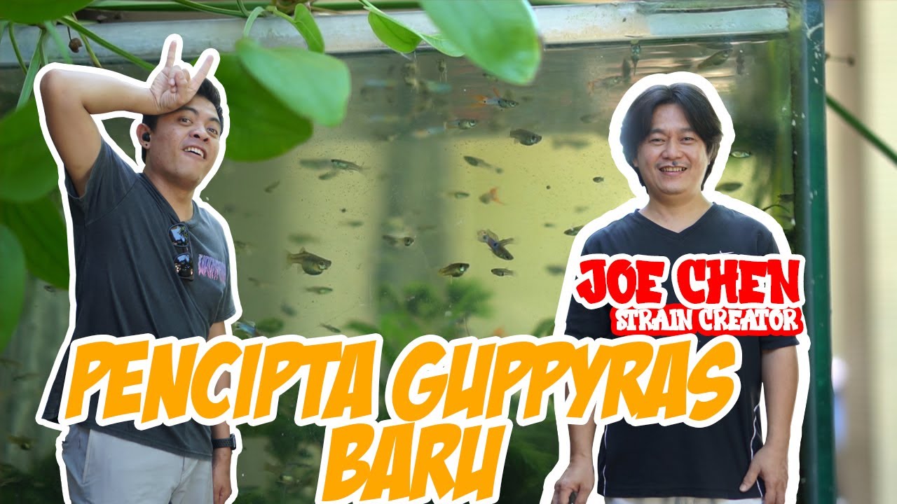 GREBEK MASTER CROSS BREED SURABAYA