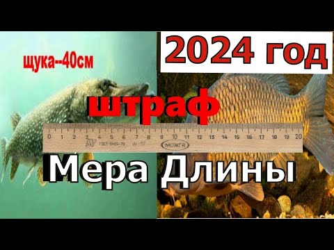 Норма Вылова Рыбы 2024 Штраф За Рыбалку 2024 Размер Рыб Для Вылова Рыболовные Правила 2024