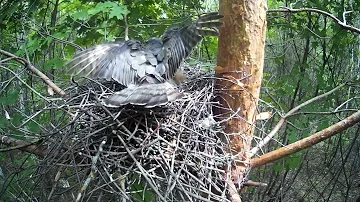 Самка ястреба-перепелятника отпугивает белку от гнезда  ( Accipiter nisus )
