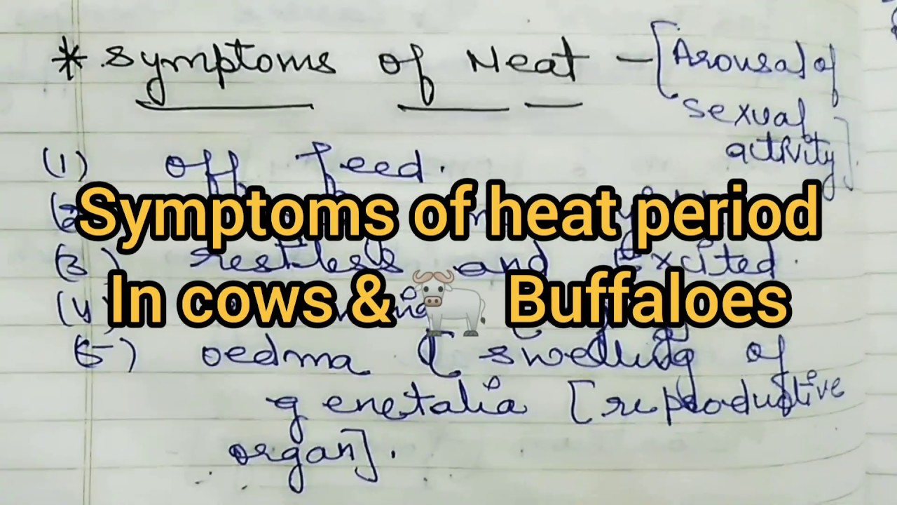 #Symptoms of #Heat period in #Cows / #Buffaloes #Hindi#Livestock