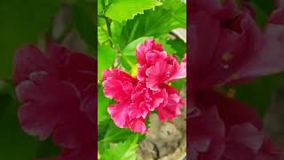 #flowers #nature # creative hobbies #love #rose 🌸