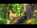 MalaMala - Its All About The Feathered Wildlife (A close look at the birds of MalaMala)