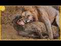 8 Times Hyenas Messed With The Wrong Animals