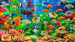 Peaceful Ocean World in 4K UHD 🐋 Majestic Coral Reefs, Beautiful Ocean Life & Tropical Fish