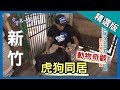 台灣第一等【動物奇觀 虎狗同居】新竹 _精選版