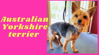 How to groom a Australian Yorkshire terrier #australianyorksireterrier #doggroomingtips