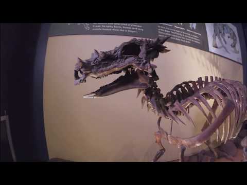 Dracorex hogwartsia at The Children&rsquo;s Museum