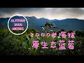 [一瞥EyesOn 072]2000米海拔的原生态蓝莓，你见过吗？