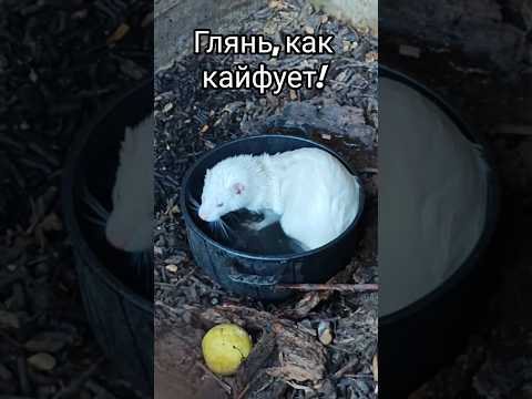Фретка устроила СПА-день в тазике 😍💦 фретка #животные #милота #shorts #приколы #милыезвери #зверята