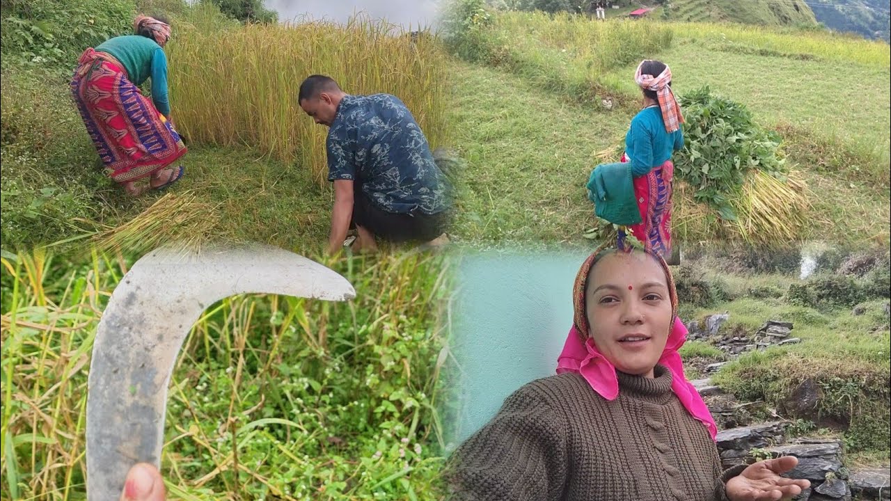 आज हम लोग गए धान काटने हस्बैंड जी ने की बहुत हेल्प धान करने में 😍