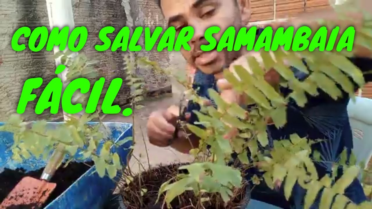 COMO RECUPERAR SAMAMBAIA QUASE MORTA?