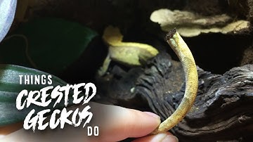 20 Things Crested Geckos Do!
