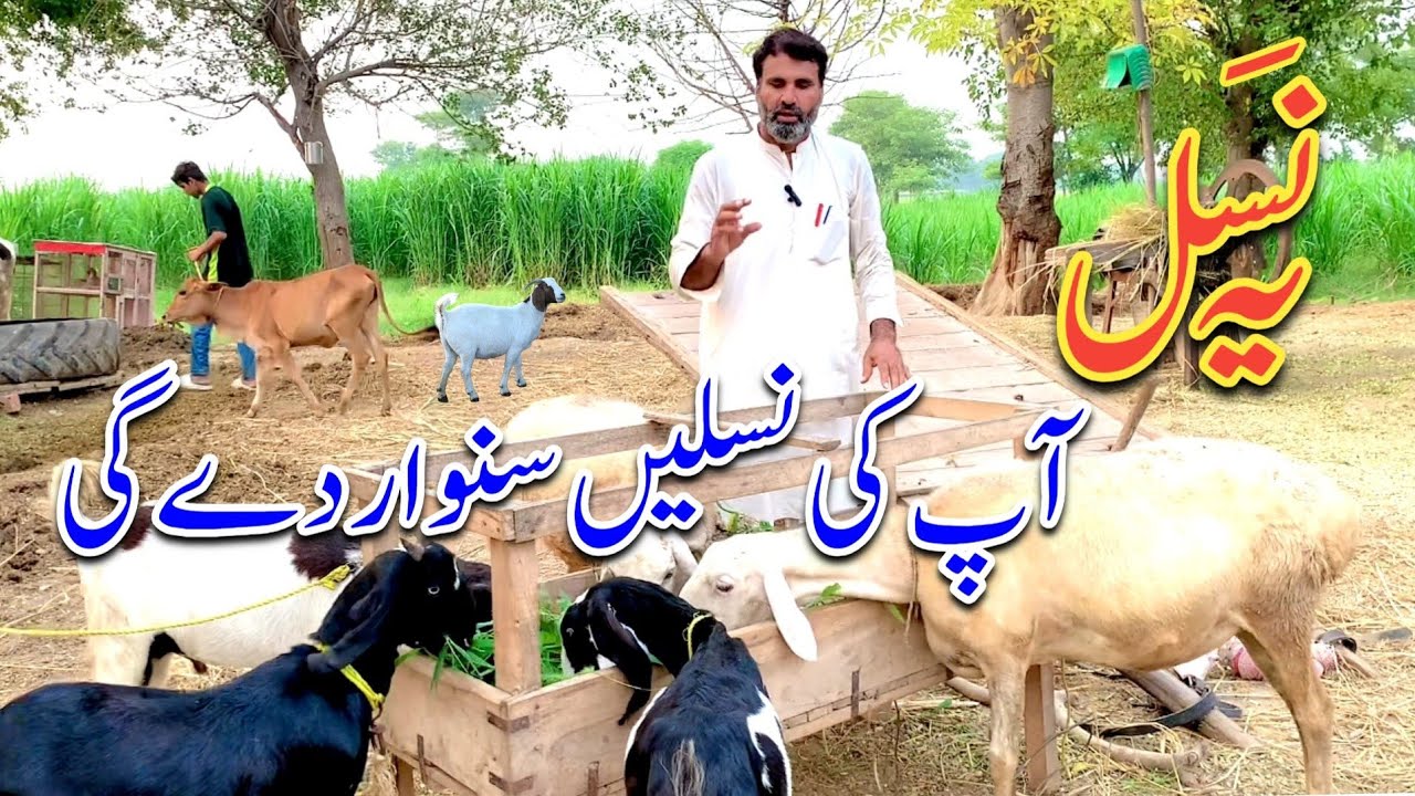 ترکی دنبوں کی صحیح پہچان نسلی جانوروں کے حیران کن ریٹ|فارمنگ شروع کرنے سے پہلے یہ ویڈیو لازمی دیکھیں